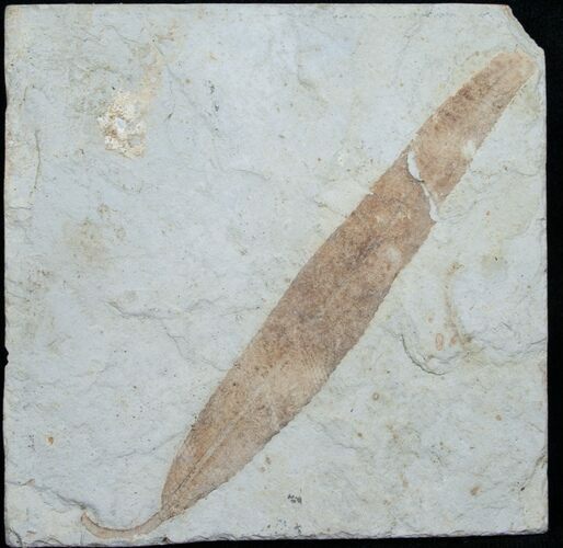 Fossil Willow Leaf From Green River Formation #4890